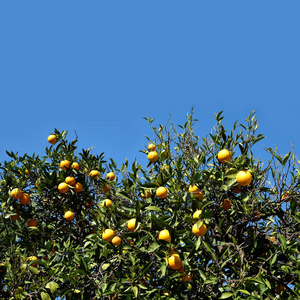 分支 橘子 甜的 公园 果园 夏天 环境 自然 水果 成长