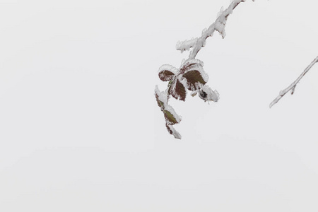 覆盖着冰雪的树上的叶子。