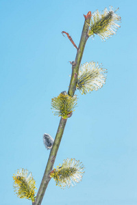 美女 蜜蜂 精彩的 植物 前进 细枝 毛茸茸的 花蜜 花粉