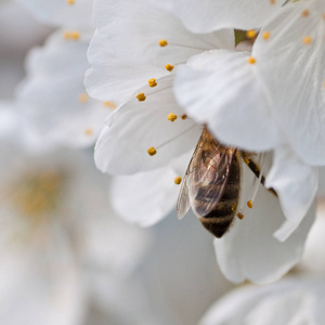 开花 植物 繁荣 白种人 昆虫 繁荣的 受精 春天 蜜蜂