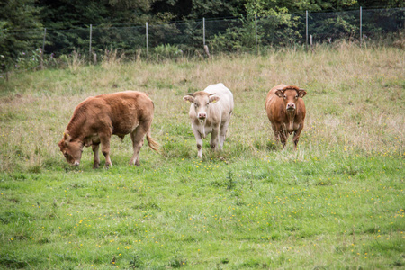 牧场上的棕色奶牛