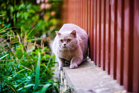 绿草上的可爱的猫。英国猫。