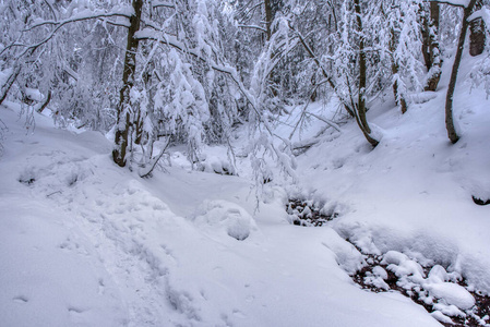 雪灾后寒冷冬日的北方森林，斯洛伐克，马拉法特拉