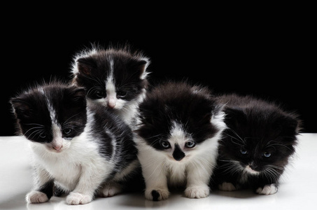 四只可爱的黑白相间的小猫在黑色的背景上
