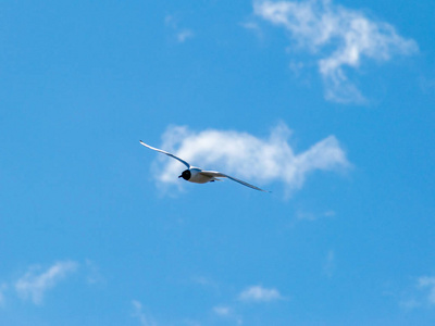 海鸥 翅膀 自然 飞机 野生动物 飞行 动物 航班 空气