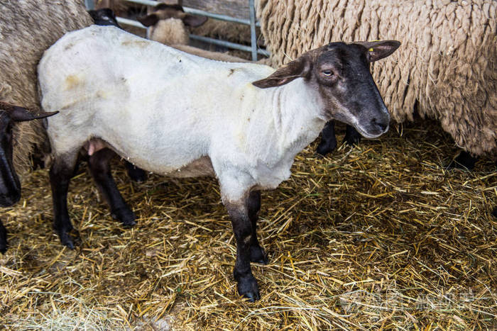 剪羊毛后在马厩里的羊