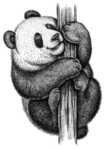 黑白版画孤立熊猫插图照片