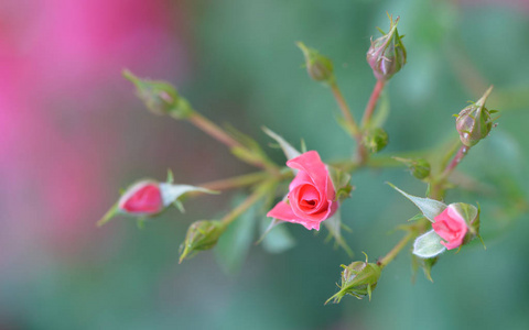 美女 花束 婚礼 美丽的 粉红色 花园 庆祝 礼物 要素