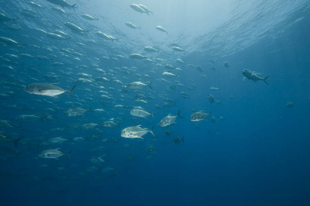 软珊瑚 潜水 海洋 珊瑚 海的 硬珊瑚 自然 盐水 动物