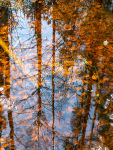 森林 自然 落下 树叶 秋天 纹理 古老的 反射 颜色 季节