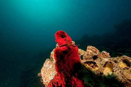 水肺 热带 旅行 生物 生活 海的 殖民地 海洋 颜色 环境