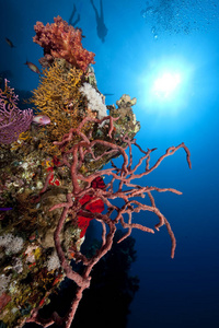海洋 海的 珊瑚 自然 水下 硬珊瑚 射线 软珊瑚 动物