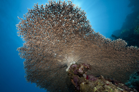 射线 水下 动物 硬珊瑚 海洋 珊瑚 自然 海的 盐水 软珊瑚