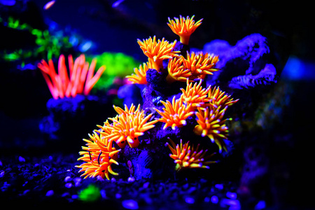 水下，海底世界，珊瑚礁