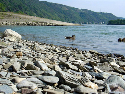 假期 自然 旅行 莱茵河 天空 海岸 夏天 旅游业 美丽的