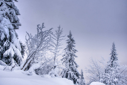 冬季景观。冬季仙境森林雪树，斯洛伐克