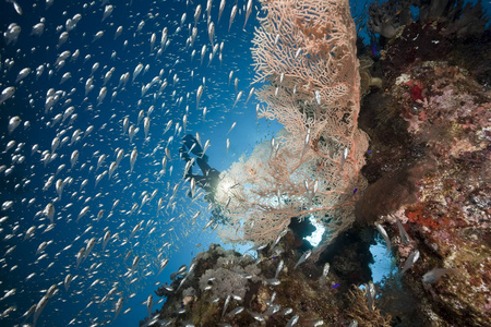 潜水 海洋 海的 动物 水下 盐水 硬珊瑚 软珊瑚 自然