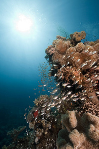 海洋 太阳 射线 珊瑚 水下 盐水 自然 阳光 动物 海的