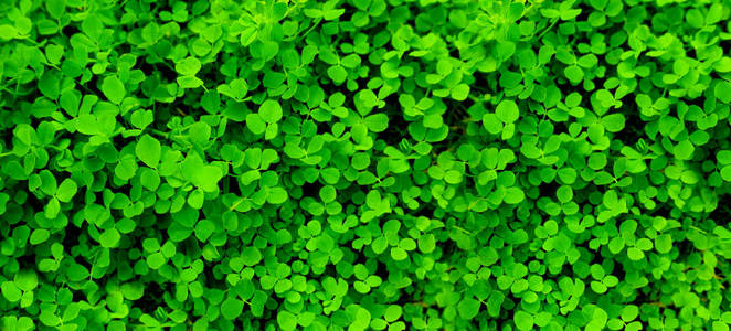 background with green leaves 