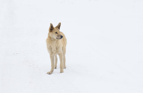 犬科动物 领域 衣领 风景 寒冷的 自然 步行 纯种 可爱的