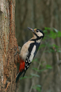 森林 啄木鸟 美女 美丽的 野生动物 木材 羽毛 动物 观鸟