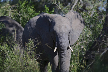 大草原 非洲 象牙 国家的 动物 树干 旅行 灌木 游猎