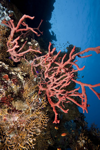 珊瑚 潜水 自然 硬珊瑚 海的 海洋 软珊瑚 水下