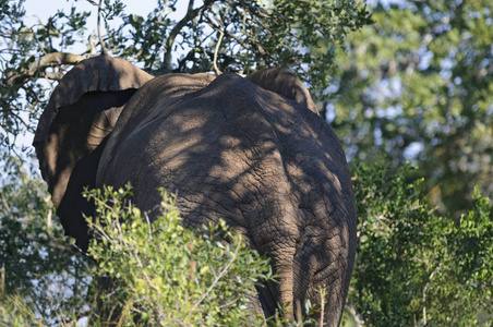 国家的 南方 荒野 游猎 大象 大草原 旅行 动物 野生动物