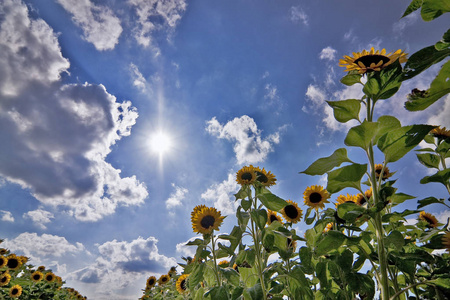 夏天 太阳 植物 天空 向日葵 苍穹 领域 夏季 闪耀