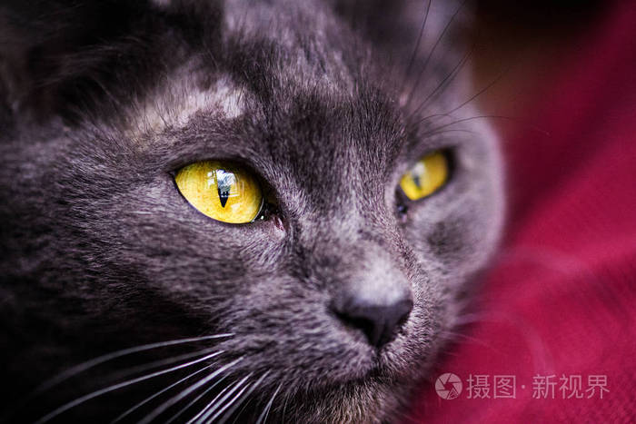 俄罗斯蓝猫黄眼睛