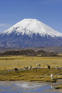 旅游业 天空 玻利维亚 野生动物 南方 风景 泻湖 美国