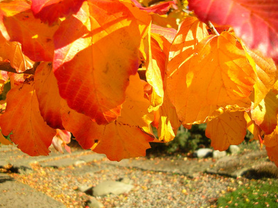 九月 树叶 颜色 纹理 环境 植物学 季节 美丽的 植物区系