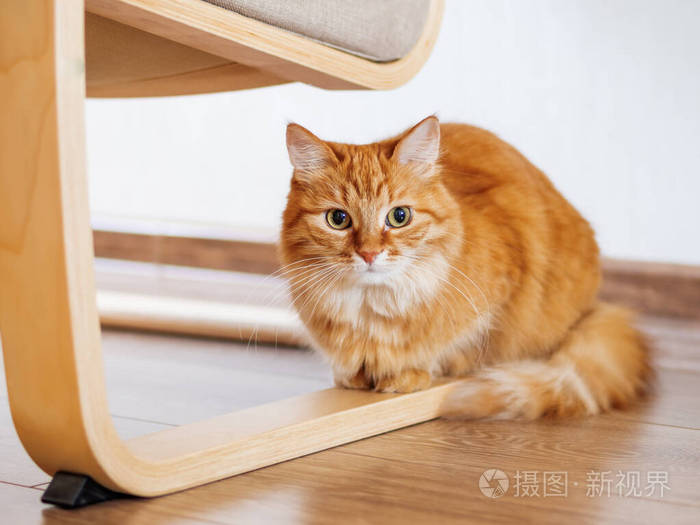 可爱的姜黄色的猫用木头腿躲在椅子下面 毛茸茸的宠物在地板上盯着看 好奇的家畜 照片 正版商用图片281186 摄图新视界