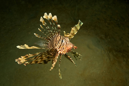 暗礁 野生动物 环境 水族馆 美女 埃及 水肺 动物 珊瑚