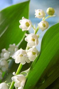 特写镜头 花园 自然 季节 百合花 春天 植物