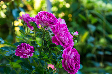 紫色 牡丹 植物 开花 自然 花瓣 玫瑰 罗莎 粉红色 花束