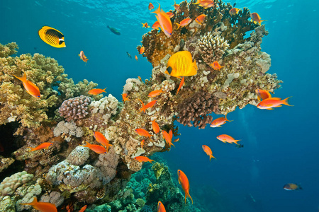 自然 环境 动物 在下面 海藻 夏天 珊瑚 墙纸 美女 旅行