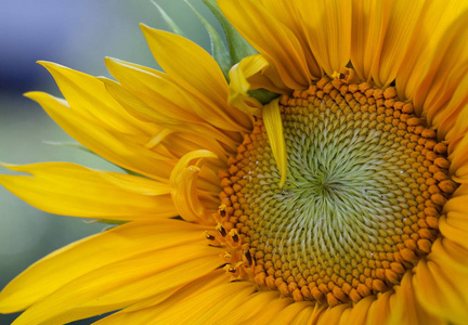 向日葵 繁荣 太阳 植物 繁荣的 开花 花瓣 闪耀