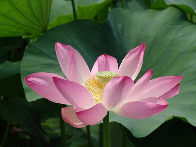 池塘 花瓣 百合花 美女 开花 美丽的 植物 莲花 夏天