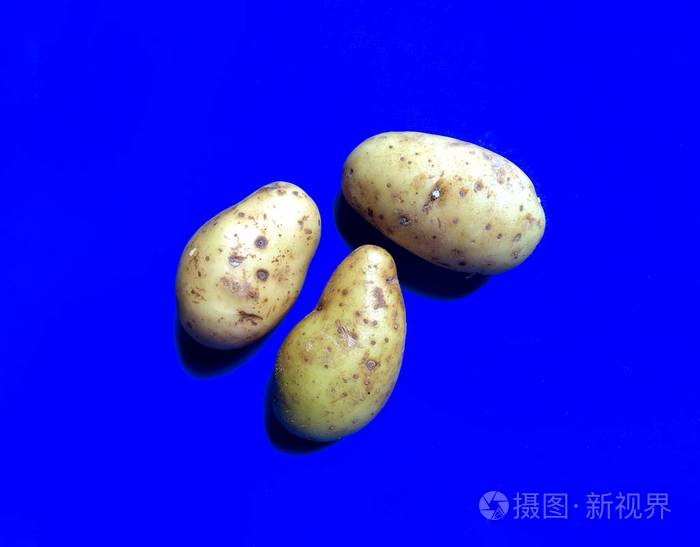 蓝色背景的有机土豆健康食品理念危地马拉种植的蔬菜