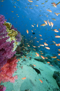 珊瑚 自然 海的 海洋 盐水 水下 动物 潜水