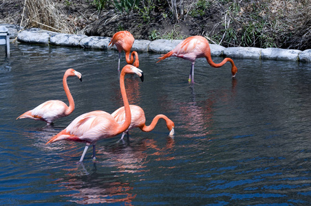 肯尼亚 自然 美女 低的 动物 游猎 夏天 粉红色 生活