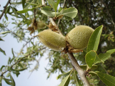 植物 食物 营养 扁桃体 农业 美味的 生长 坚果 自然