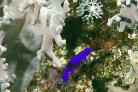 水下 珊瑚 海洋 海的 盐水 动物 潜水 自然