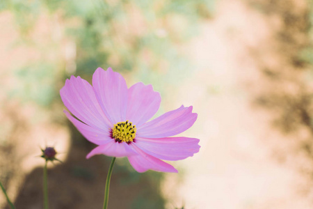 Pink cosmos flower with blur background 