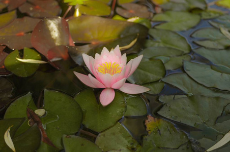 池塘里水面上美丽的粉红色睡莲或莲花。