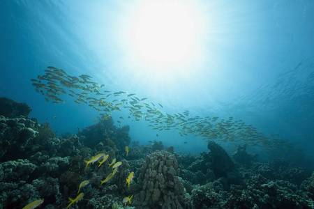 太阳 海洋 黄鳍 潜水 涟漪 硬珊瑚 自然 盐水 射线 珊瑚