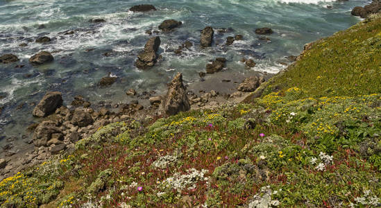 太平洋 自然 岩石 美国 悬崖 植物 海景 海岸 旅行 海洋