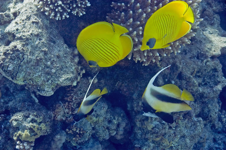 自然 珊瑚 海的 盐水 水下 海洋 动物 潜水 蝴蝶鱼