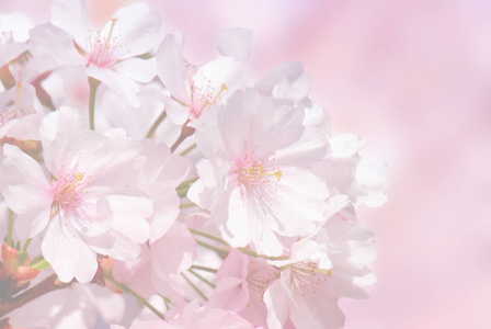 美女 特写镜头 自然 花瓣 植物 春天 盛开 季节 粉红色